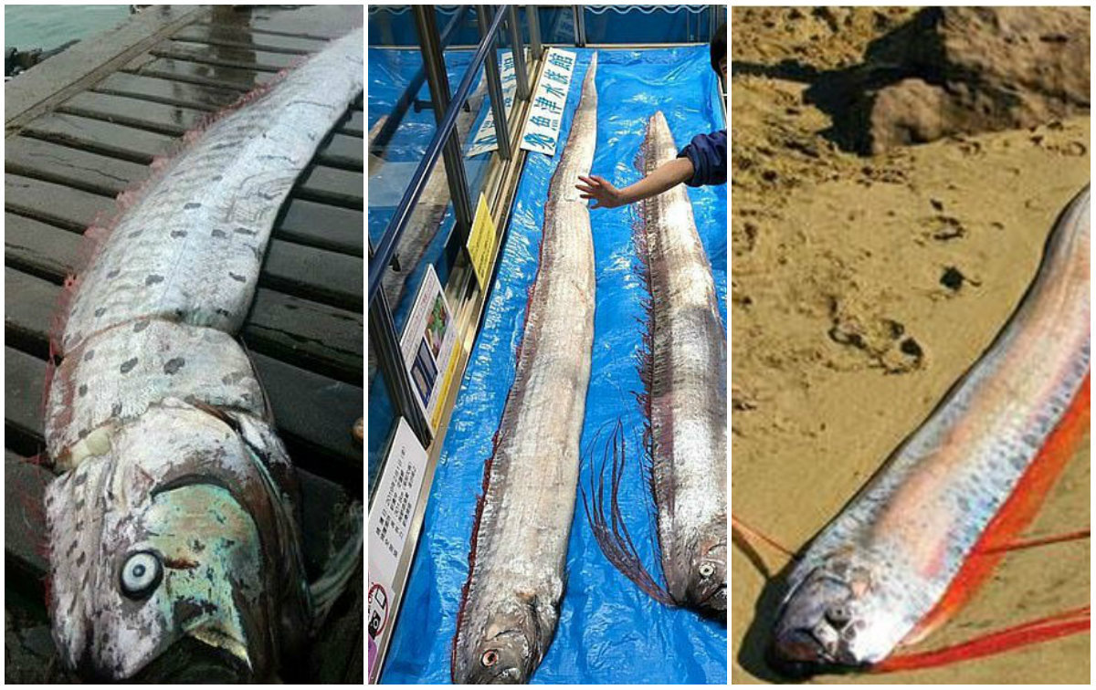 Ele tem muitos nomes — regaleco, peixe-remo ou rei-dos-arenques — e é muito raro ser encontrado em praias ou mesmo pescado. Tudo porque vive em águas bastante profundas, coisa de 600 a 1.000 metros de profundidade. E é conhecido como "peixe do fim do mundo", por dizerem que ele tem a capacidade de prever grandes desastres naturais, principalmente terremotos. Recentemente, dois deles apareceram no Peru e vários deles foram vistos em águas rasas no Japão, o que segundo especialistas e boatos locais, é um mau prenúncio