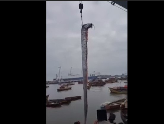 Tal crença se popularizou após alguns peixes do tipo serem avistados em Fukushima, pouco antes do forte terremoto na cidade, em 2011NÃO PERCA: Imagens assustadoras: calor extremo causa incêndio em linha de trem