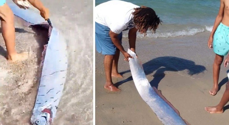 Peixe-remo foi achado em praia do Caribe e morreu pouco depois