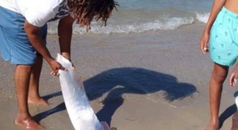 Moradores da República Dominicana, um dos maiores países do Caribe, encontraram um raro peixe-remo em uma das praias da região