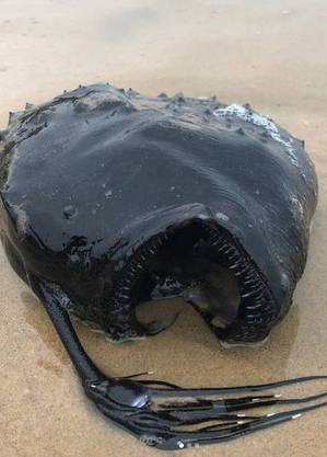 Peixe raro apareceu em praia
