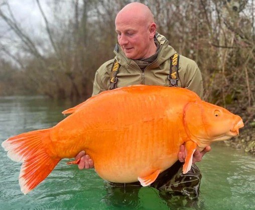 Aconteceu de novo! Mais um pescador conseguiu fisgar recentemente o peixão conhecido como Cenoura — uma carpa gigantesca que nada em um lago da França, e pesa quase o equivalente a uma criança de 10 anos