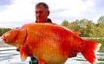 O peixe tem cerca de 30 kg. Mesmo na época era um animal conhecido, mas Andy não sabia que teria a sorte de fisgá-lo (e depois soltá-lo na água novamente). 'Foi brilhante pegá-lo, mas também foi pura sorte', contou ele ao site Unilad, cheio de humildade