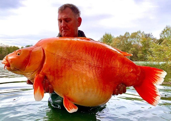O peixe tem cerca de 30 kg. Mesmo na época era um animal conhecido, mas Andy não sabia que teria a sorte de fisgá-lo (e depois soltá-lo na água novamente). 