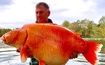 Andy Hackett lutou cerca de 25 minutos para conseguir retirar a carpa do lago em Champagne, na França, durante uma viagem. Após o registro do feito, muitos lembraram que essa é 'uma das maiores carpas do mundo'VALE SEU CLIQUE: Homem pega brinquedo em praia sem saber que era abrigo para polvo capaz de matar 26 humanos