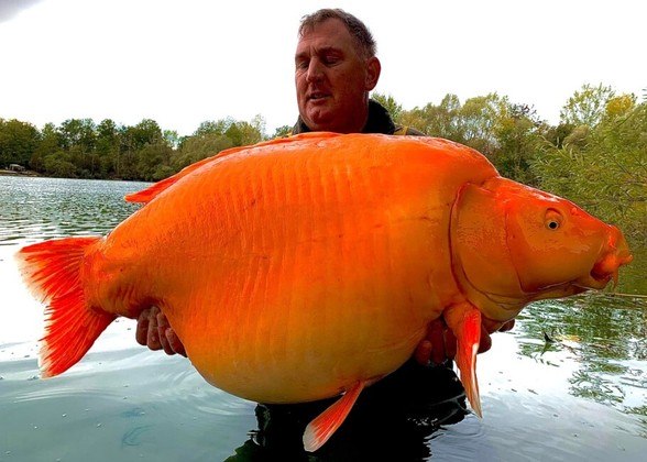 A história da fama de Cenoura começa em novembro de 2022, quando um pescador britânico mostrou resistência, sorte e habilidade para tirá-la da água