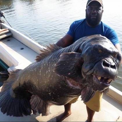 A imagem de um peixe-gorila viralizou nas redes sociais nos últimos dias após ser compartilhada no Twitter e mostrar um pescador caribenho com a suposta nova espécie monstruosa