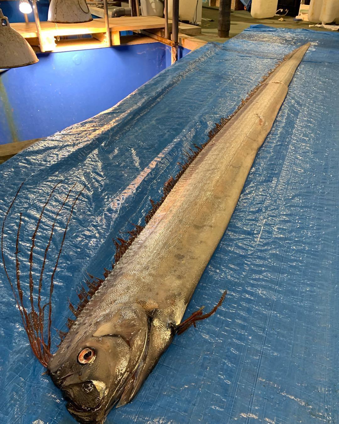 Peixe Gigante Surge Na Costa E Provoca Medo De Tsunami No Japao Fotos R7 Tecnologia E Ciencia