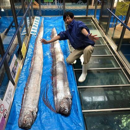 peixe japão