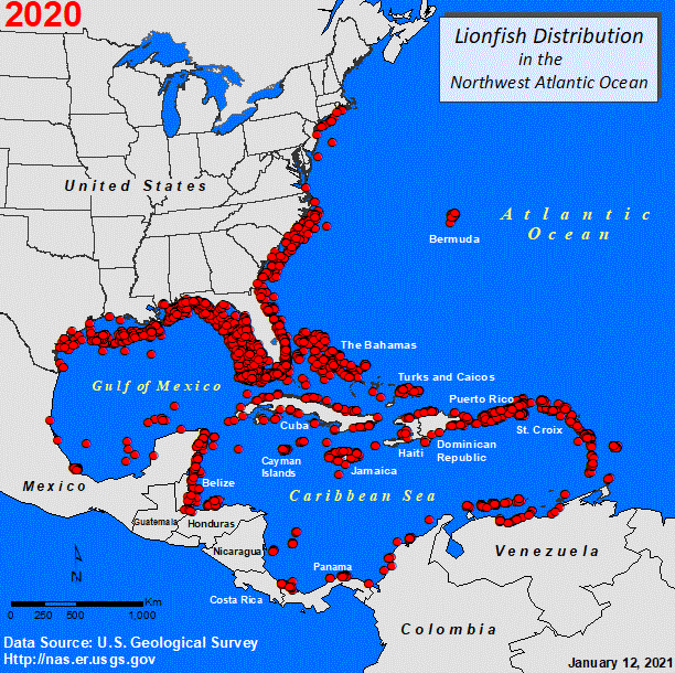 Colônias de peixe-leão (em vermelho) invadiram e tomaram litorais da Flórida e do Caribe em poucos anos