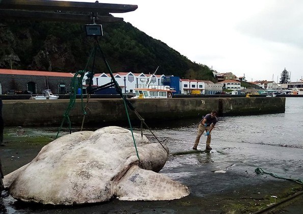 Pesquisadores publicaram um estudo que identificou o peixe-lua mais pesado já registrado. A descoberta foi feita em dezembro de 2021, no arquipélago de Açores, em Portugal, e supera (e muito!) o recorde anterior da espécie