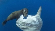 Em análise raivosa, mergulhador define peixe-lua: 'Uma piada inútil'