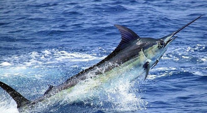 Peixe marlim - o que é e principais características as espécies populares