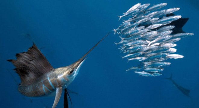 Peixe marlim - o que é e principais características as espécies populares