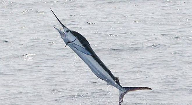 Peixe marlim - o que é e principais características as espécies populares