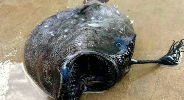 Somente as fêmeas desse peixe possuem esse membro na cabeça
