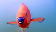 Este peixe-papagaio 'sorrindo' enquanto defeca na cabeça de outro peixe te fará gargalhar
