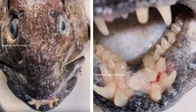 Pescador fisga peixe monstruoso das profundezas com dentes 'humanos'