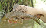 No entanto, Vidya Sagar Reddy, cientista da Estação de Pesquisa Pesqueira da cidade de Palair, acredita que o peixe exótico possa pertencer a outra espécie, a Hypostomus plecostomusVale o clique: Pedestre pelado é nocauteado por motorista após bloquear trânsito