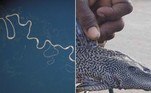 Um peixe do rio Amazonas foi fisgado por um pescador de uma aldeia da cidade de Khammam, no estado indiano de TelanganaLeia mais! Homem realiza cirurgia para retirada de tumor gigante de 30 kg
