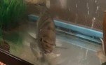 Alguns também aconselharam o homem a vender o peixe ou doá-lo para algum especialista estudar