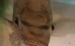 Assustada, uma irmã do pescador pediu que ele devolvesse o peixe ao rio, o que ele se negou a fazerBombou no HORA 7! Mulher é flagrada em posição embaraçosa no Google Maps
