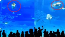 Peixe atordoado 'se mata' após visitantes usarem flashes para fotografar aquário