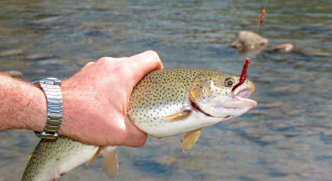 Peixe sente dor? Especialistas dão parecer sobre estímulos nos animais