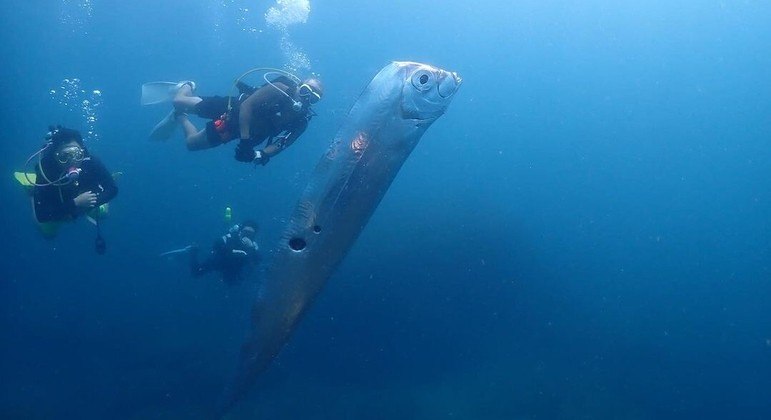 Aparições de peixes da espécie são consideradas prenúncios de tragédias