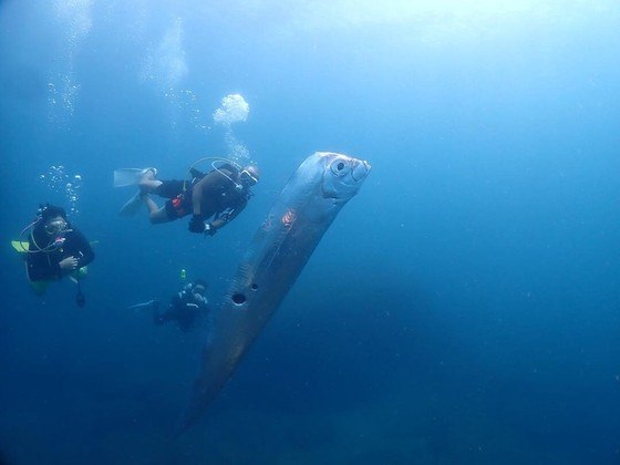 A rara aparição de uma espécie de peixe conhecida por 