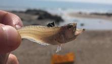Alerta: criaturas venenosas escondidas em praias causam dores 'tão fortes quanto as do parto'