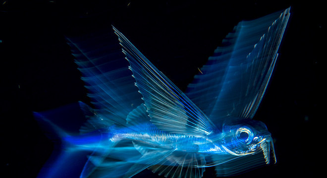 Peixe voador em Palm Beach, na Flórida