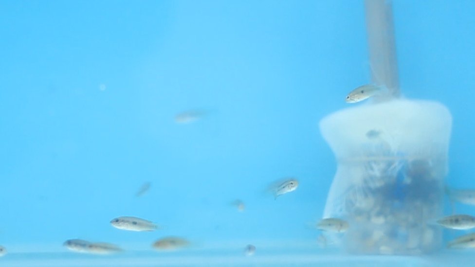Peixes em um dos ambientes simulados pelo Inpa: alguns precisarão de mais comida para manter a mesma taxa de crescimento 