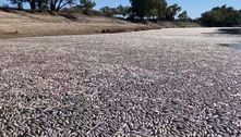Milhões de peixes morrem por causa de calor e bloqueiam rio no interior da Austrália