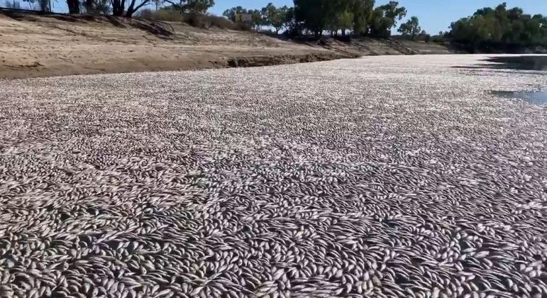 Imagens dos milhões de peixes mortos impressionam a população australiana