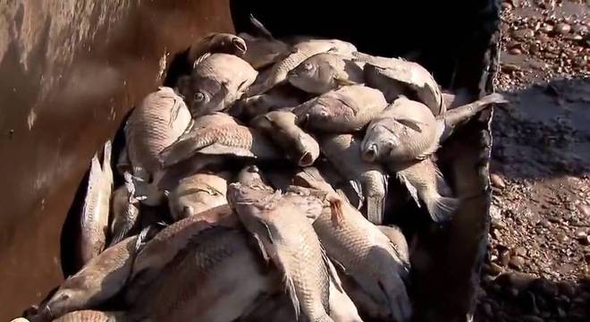 Mais de 40 toneladas de peixe, avaliados em R$ 1 milhão, foram encontrados mortos