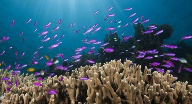 Recifes de corais estão ameaçados pela acidificação dos oceanos