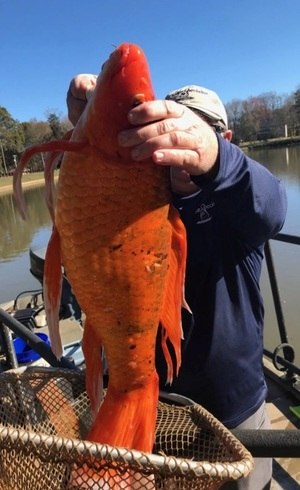 'Peixinho dourado' capturado em lago