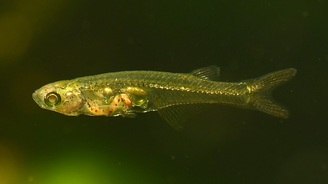 Peixe minúsculo produz som tão alto quanto jato durante decolagem (Reprodução/ Conexão Planeta)