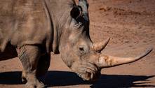 Pele à prova de balas e homem como único predador: saiba curiosidades sobre os rinocerontes