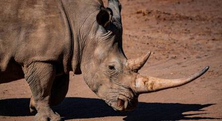 A pele dos rinocerontes lembram armaduras