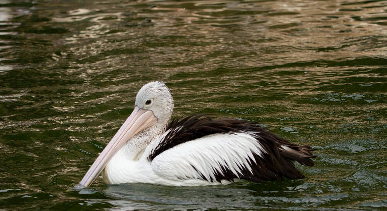 Surto de H5N1 atinge pelicanos na costa caribenha