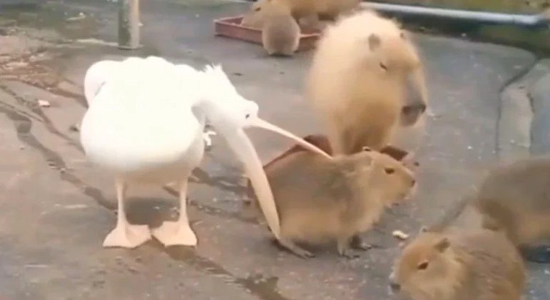 A ave tentou de todas as formas comer o roedor, mas falhou