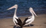 Às vezes os animais fogem só para um bom momento em família. O caso mais emblemático é de um pelicano que escapou de um parque britânico em julho, voou 160 km, encontrou o irmão em um lago e retornou. Dia normal