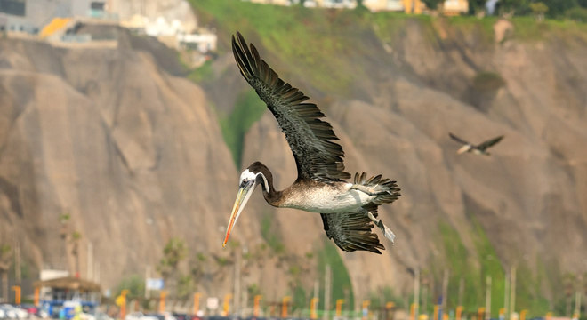 Os habitantes de Nazca desenharam aves exóticas, como pelicanos, que podem ter conhecido ao procurar alimentos na costa