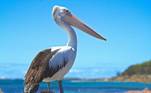 Pelicanos. Encontrados nas praias, os pelicanos adoram uma boa pescaria, principalmente quando os pescadores estão em alto mar. Popularmente descritos por guardar comida na garganta, essa é a principal ferramenta deles para guardar a comida O fóssil mais antigo de pelicano foi descoberto na França: um crânio de 30 milhões de anos