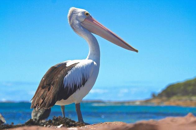 Pelicanos. Encontrados nas praias, os pelicanos adoram uma boa pescaria, principalmente quando os pescadores estão em alto mar. Popularmente descritos por guardar comida na garganta, essa é a principal ferramenta deles para guardar a comida O fóssil mais antigo de pelicano foi descoberto na França: um crânio de 30 milhões de anos