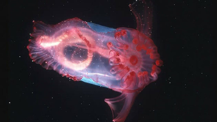 Pepino-do-mar rosa - Vive a mais de 2 km de profundidade, mas emite luz. E revela o seu sistema digestivo. 