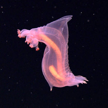 A aparência única de um animal que não tem nada a esconder o tornou o garoto-propaganda do Censo da Vida Marinha, um esforço global que já registrou mais de 6.000 novas espécies marinhas em 540 expedições