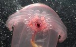 O animal, que fica mais intrigante a cada foto que vemos dele, foi registrado pela primeira vez em 2007, a cerca de 2.750 m de profundidade, na região do golfo do México